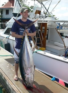 yellowfin tuna