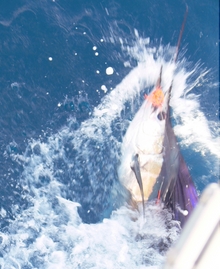 sailfish