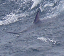 Grenada blue marlin caught with true blue Sportfishing