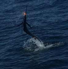 sailfish