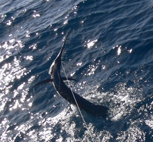 sailfish