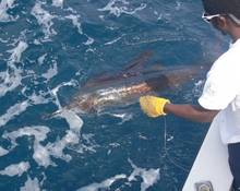 sailfish