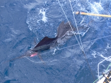 sailfish