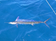 grenada's less common billfish - the spearfish