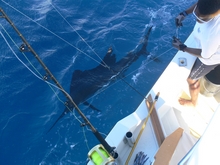 more sailfish action on Yes Aye Grenada