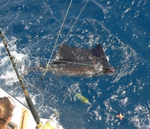 sailfish action on board yesaye.com