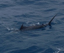 Grenada blue marlin caught by True blue Sportfishing 