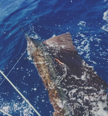 Grenada sailfish action - True blue Sportfishing