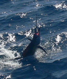 Grenada sailfish action - True blue Sportfishing