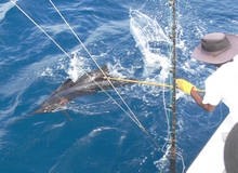 Grenada sailfish action - True blue Sportfishing