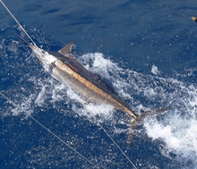 Grenada blue marlin caught by True blue Sportfishing