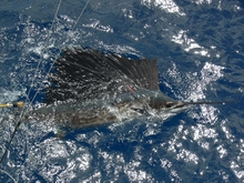 Grenada sailfish action - True blue Sportfishing