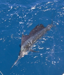 Grenada sailfish action - True blue Sportfishing