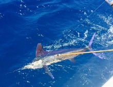 Grenada white marlin caught by True blue Sportfishing