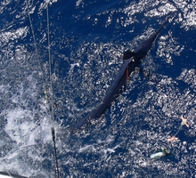 Grenada white marlin caught by True blue Sportfishing