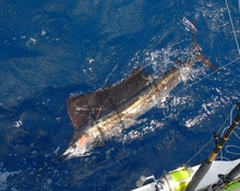 Grenada sailfish action - True blue Sportfishing