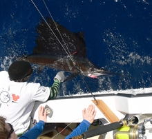 Grenada sailfish action - True blue Sportfishing