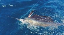 Grenada sailfish action - True blue Sportfishing