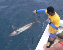 Grenada blue marlin caught by True blue Sportfishing