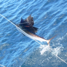 Grenada sailfish action - True blue Sportfishing