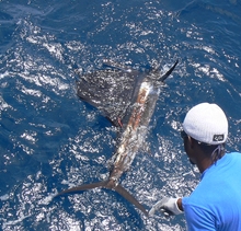 Grenada sailfish action - True blue Sportfishing