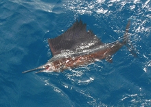 Grenada sailfish action - True blue Sportfishing