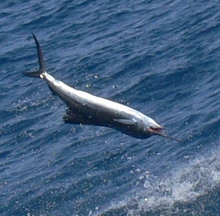 Grenada sailfish action - True blue Sportfishing