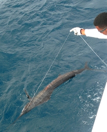 Grenada sailfish action - True blue Sportfishing