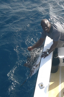 Grenada sailfish action - True blue Sportfishing