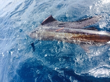 Grenada sailfish action - True blue Sportfishing