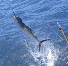 sailfish