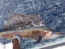 Grenada sailfish action - True blue Sportfishing