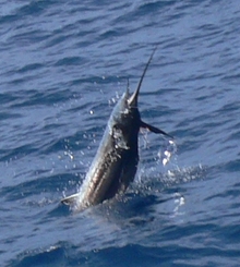 Grenada sailfish action - True blue Sportfishing