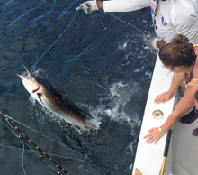 Grenada sailfish action - True blue Sportfishing