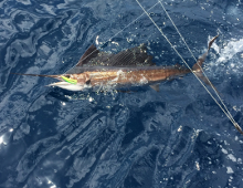 Grenada sailfish action - True blue Sportfishing