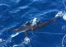 Grenada sailfish action - True blue Sportfishing