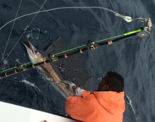 Grenada sailfish catch - True Blue Sportfishing