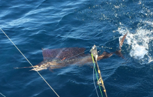 catch a sailfish in grenada like this one with true blue sportfishing