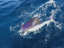 Grenada sailfish action with True Blue Sportfishing