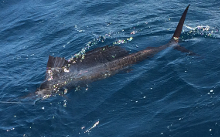 Grenada sailfish action with True Blue Sportfishing