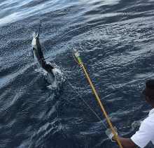 Grenada sailfish action with True Blue Sportfishing