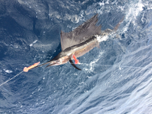 Grenada sailfish action with True Blue Sportfishing