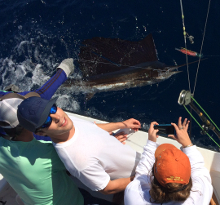 Grenada sailfish action with True Blue Sportfishing