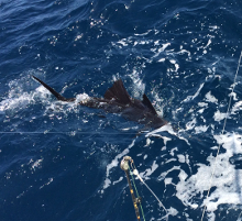 Grenada sailfish action with True Blue Sportfishing