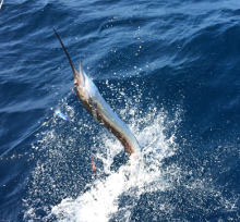 Grenada sailfish action with True Blue Sportfishing