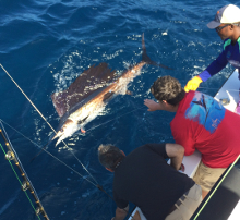 Grenada sailfish action with True Blue Sportfishing