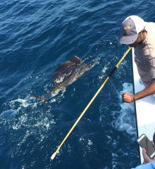 Grenada sailfish action with True Blue Sportfishing