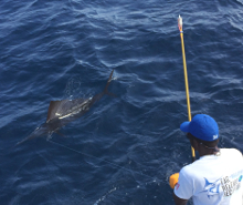 Grenada sailfish action with True Blue Sportfishing