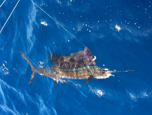 Grenada sailfish action with True Blue Sportfishing