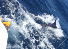 Grenada has awesome blue marlin - catch one with True Blue Sportfishing